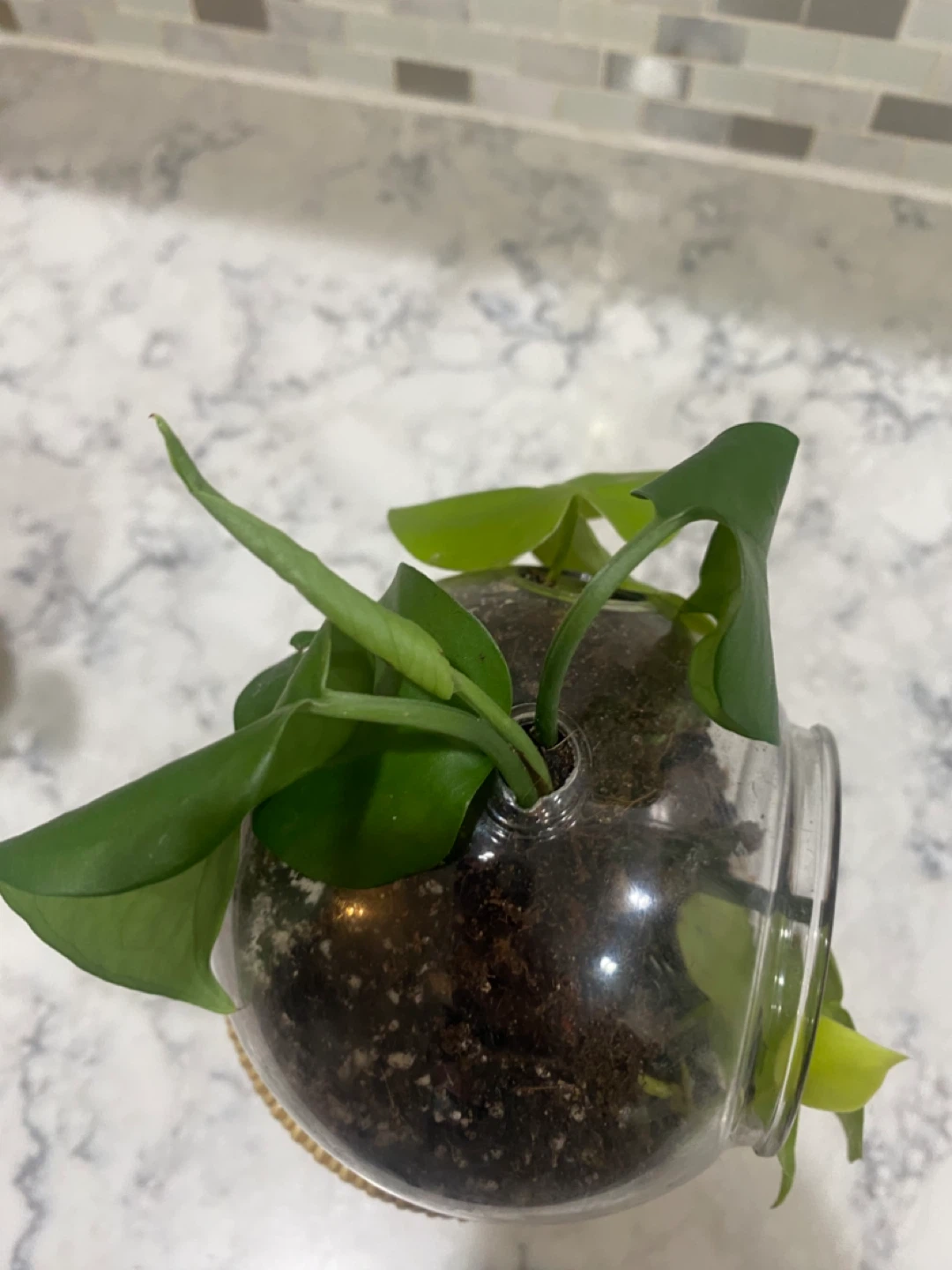 Glass Terrarium with Plants - photo 3