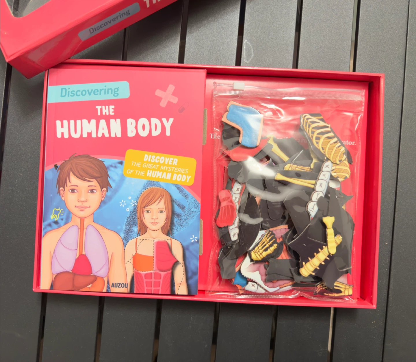 Discovering The Human Body Magnetic Set