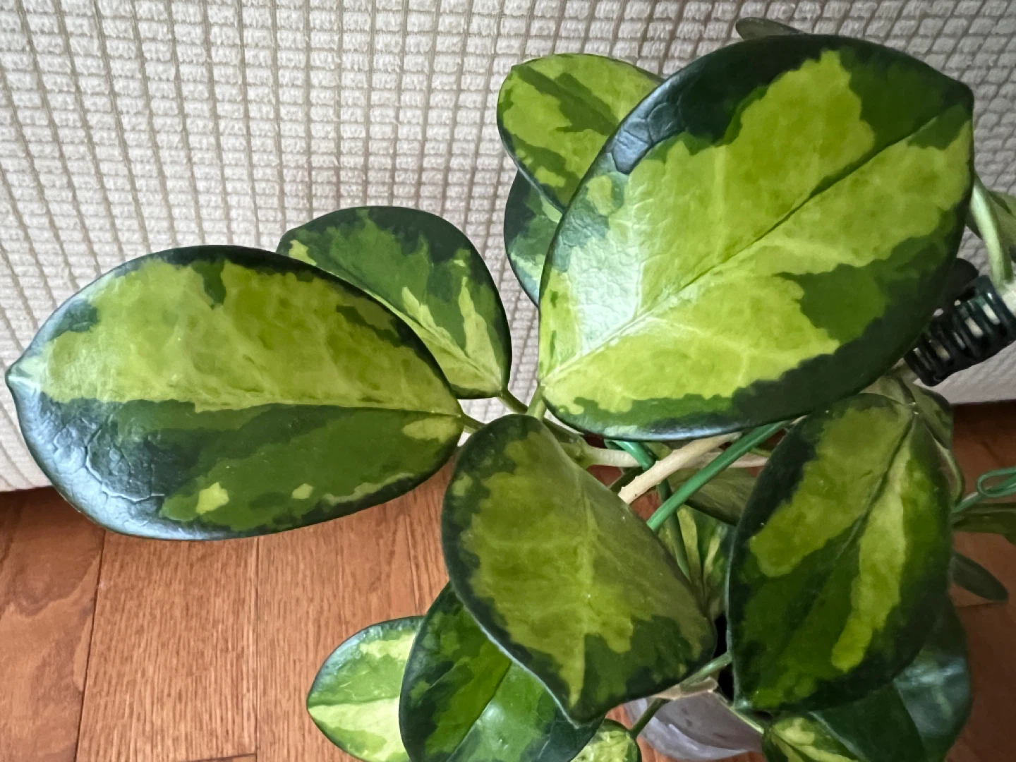BeautifulHomeGrown HoyaAustralisLisa w Peduncle ONLY$45