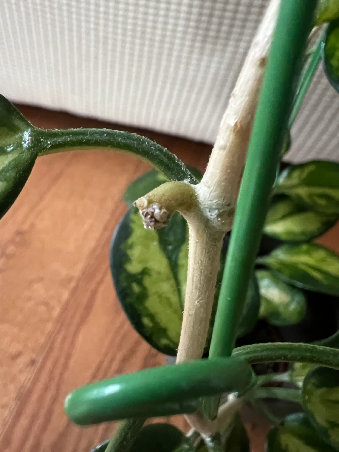 BeautifulHomeGrown HoyaAustralisLisa w Peduncle ONLY$45 - photo 4