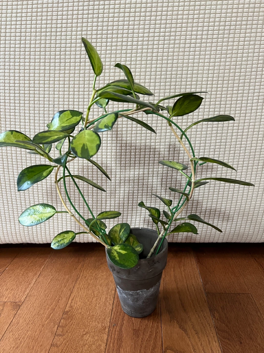 BeautifulHomeGrown HoyaAustralisLisa w Peduncle ONLY$45 - photo 2