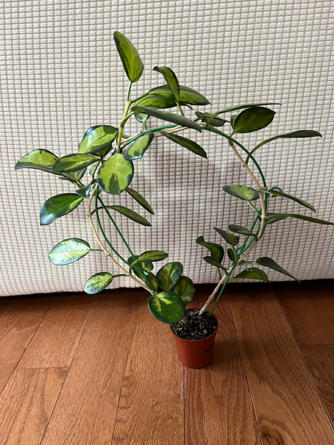 BeautifulHomeGrown HoyaAustralisLisa w Peduncle ONLY$45 - photo 3