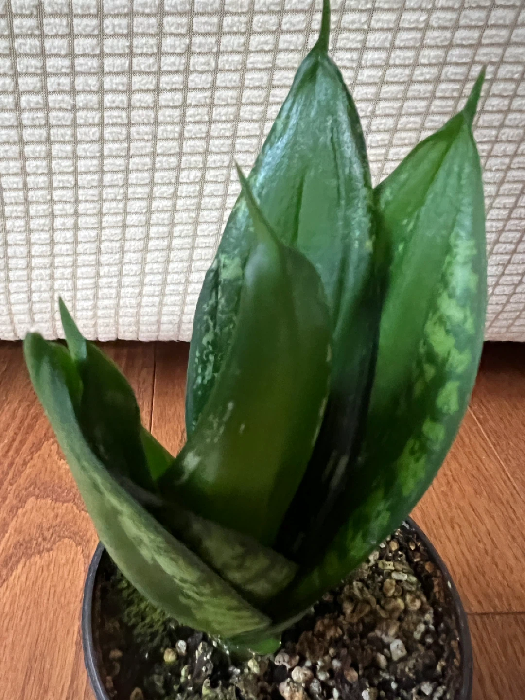 BeautifulHomeGrown EasyCare SnakePlant Sansevieria ONLY$20