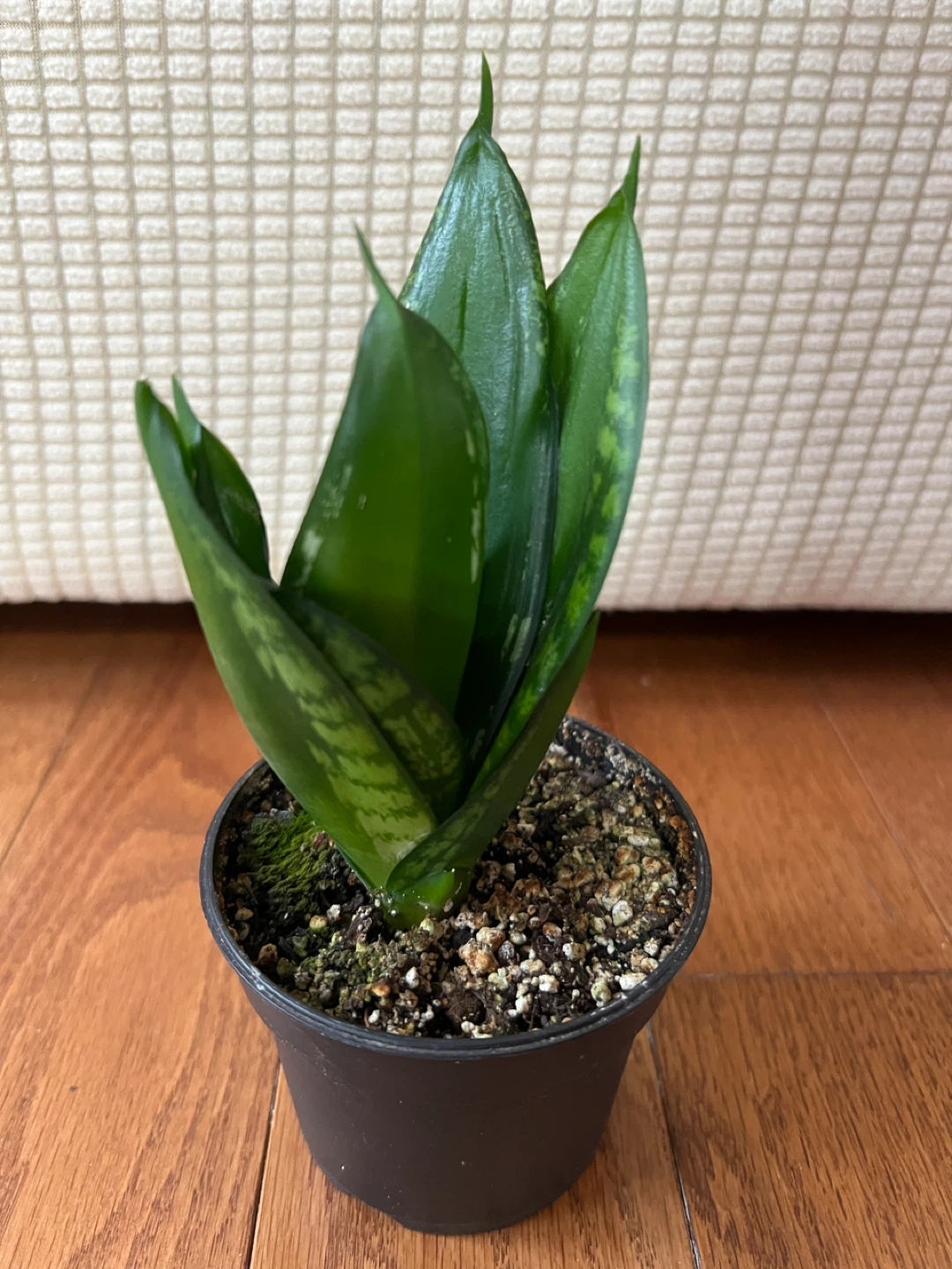 BeautifulHomeGrown EasyCare SnakePlant Sansevieria ONLY$20 - photo 2