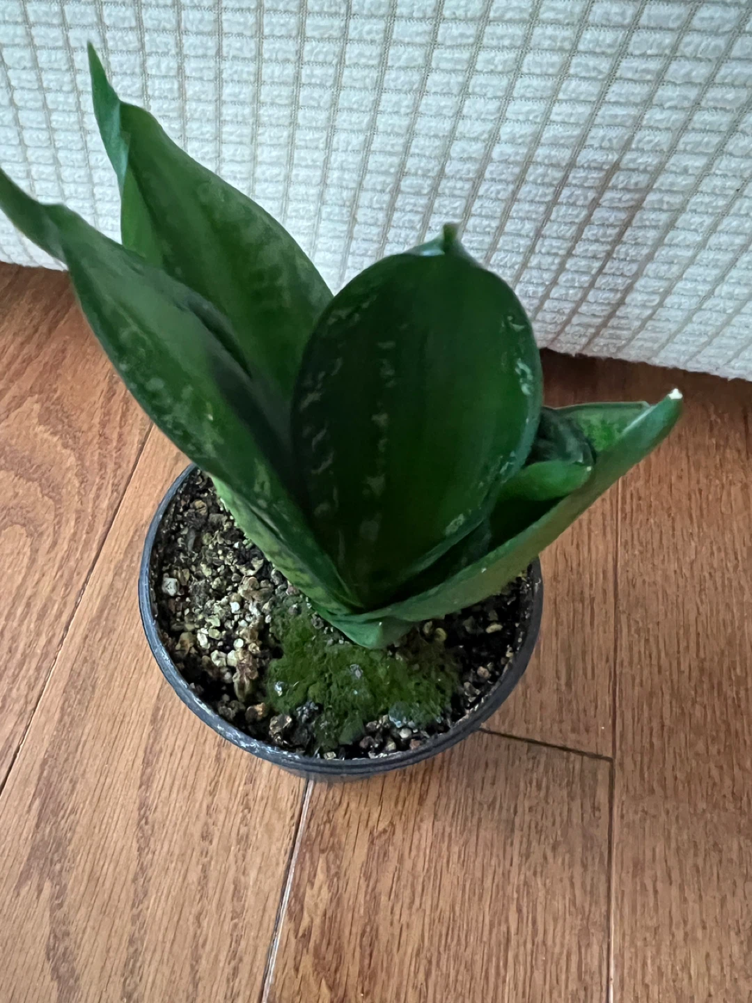 BeautifulHomeGrown EasyCare SnakePlant Sansevieria ONLY$20 - photo 4