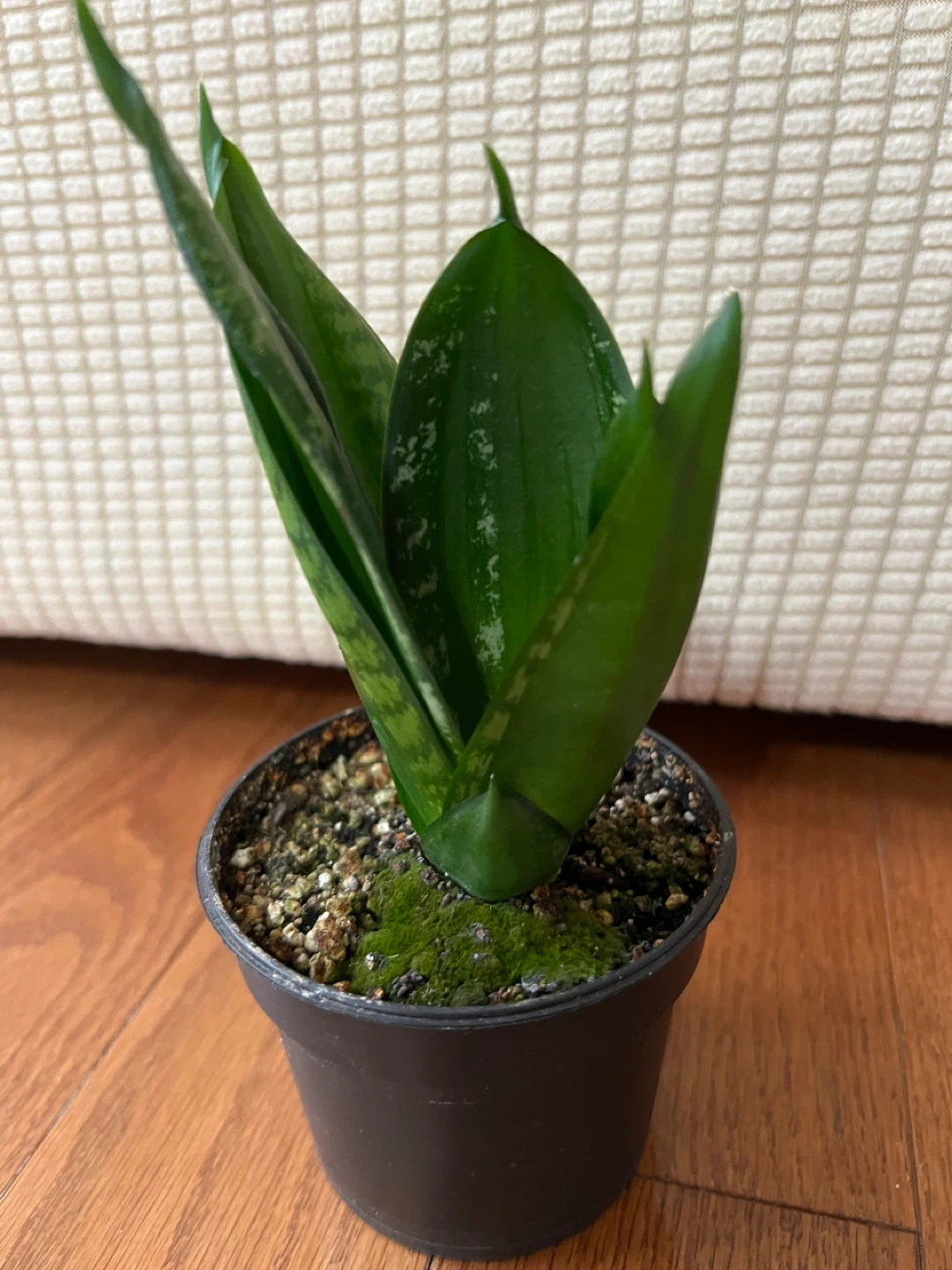 BeautifulHomeGrown EasyCare SnakePlant Sansevieria ONLY$20 - photo 3