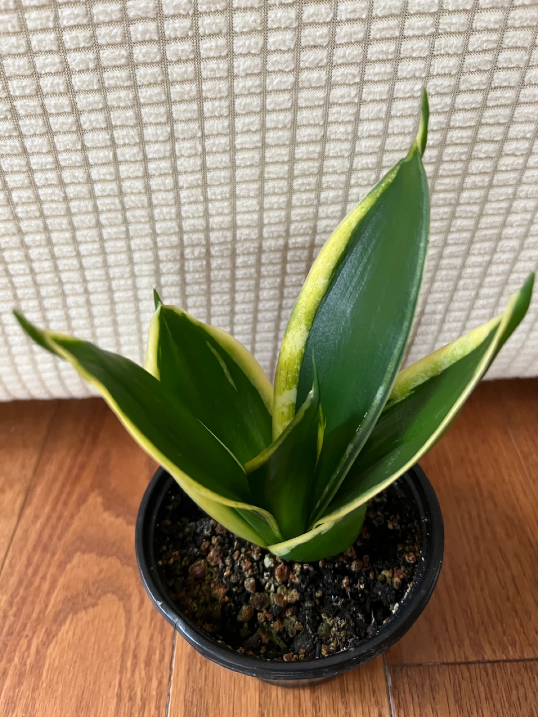 HealthyHomeGrown SansevieriaSnakePlant EasytoTakeCare ONLY$20 - photo 3