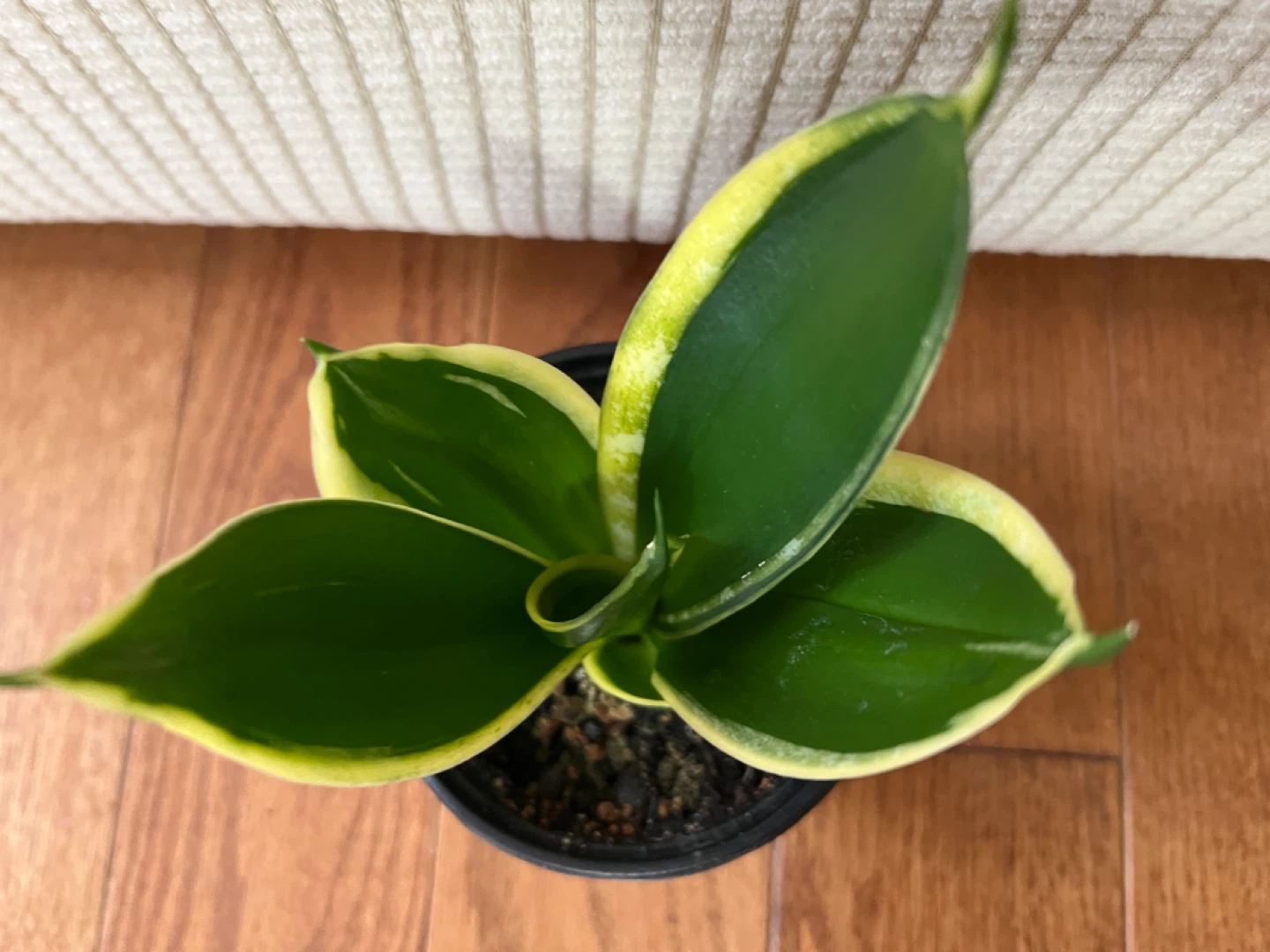 HealthyHomeGrown SansevieriaSnakePlant EasytoTakeCare ONLY$20 - photo 2