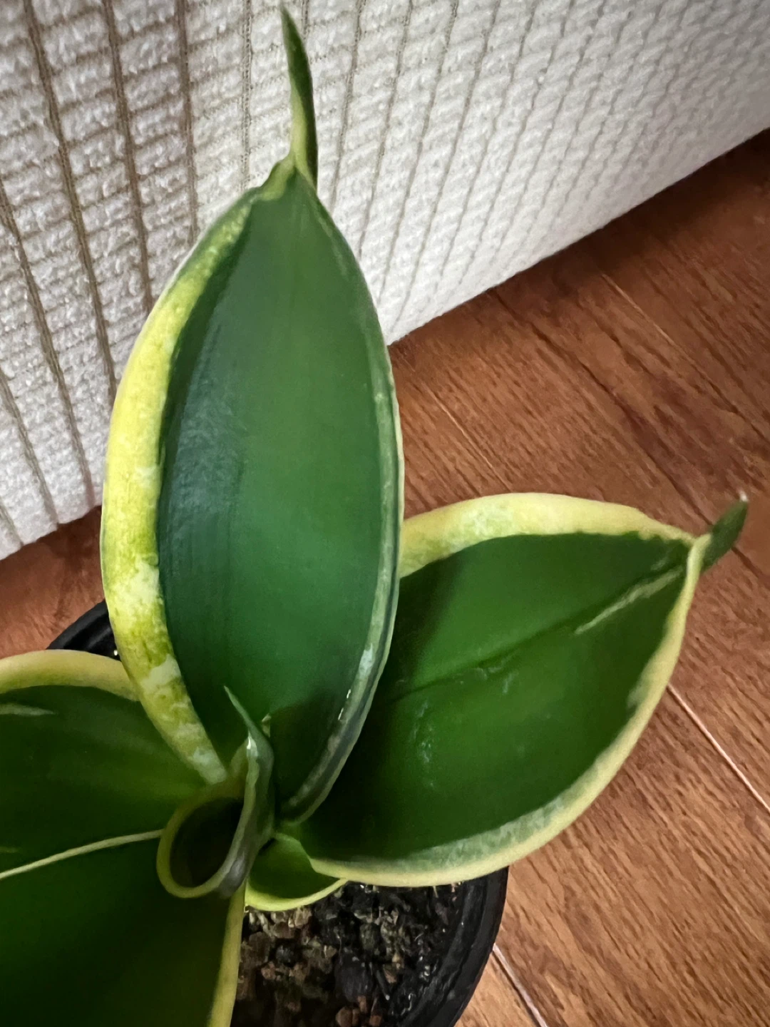 HealthyHomeGrown SansevieriaSnakePlant EasytoTakeCare ONLY$20