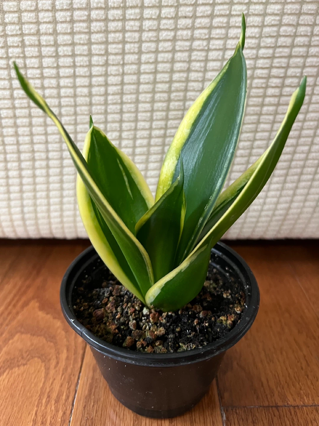HealthyHomeGrown SansevieriaSnakePlant EasytoTakeCare ONLY$20 - photo 4