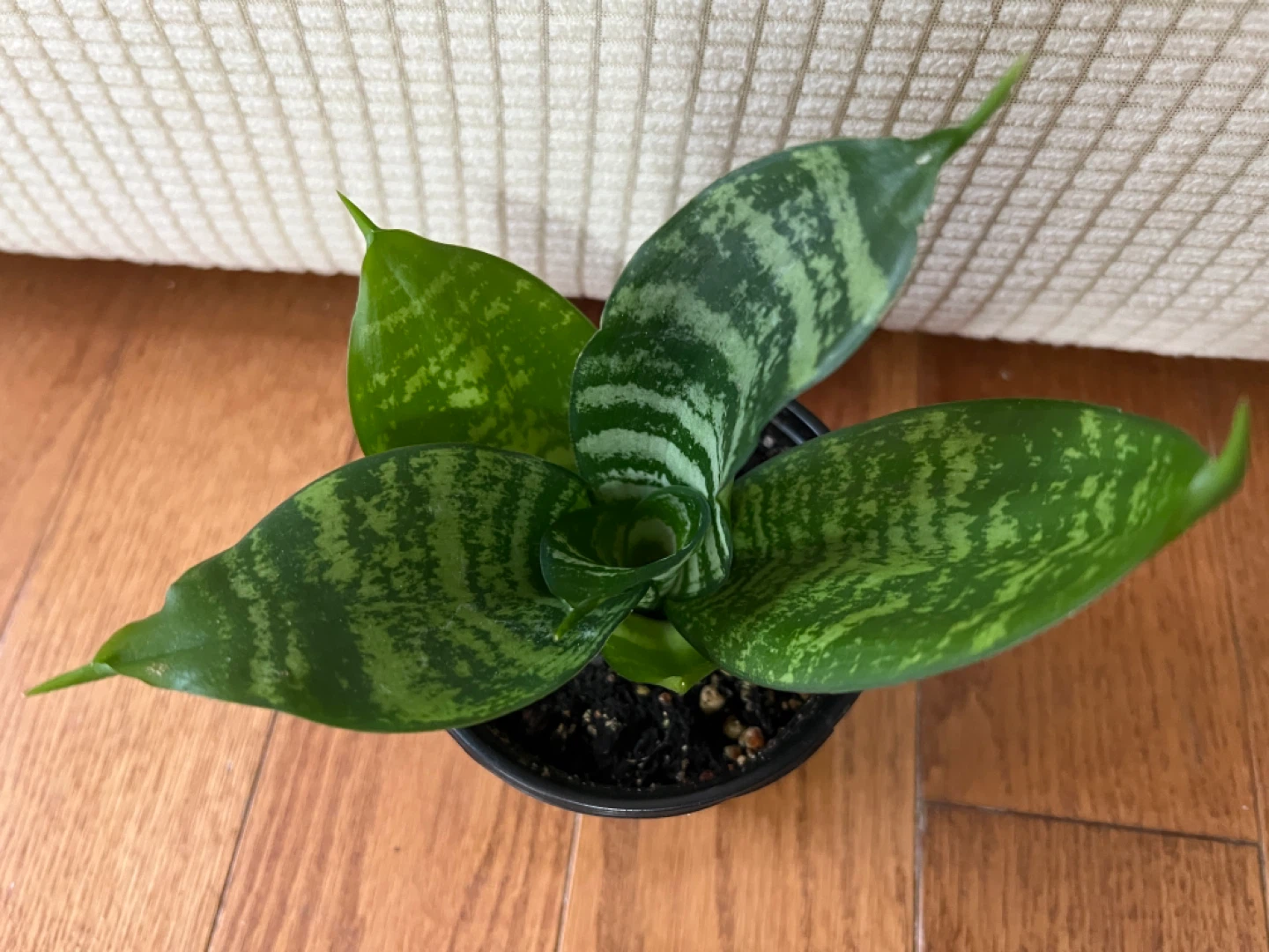 EasyToTakeCare HealthyHomeGrown SnakePlantSansevieria ONLY$20 - photo 2