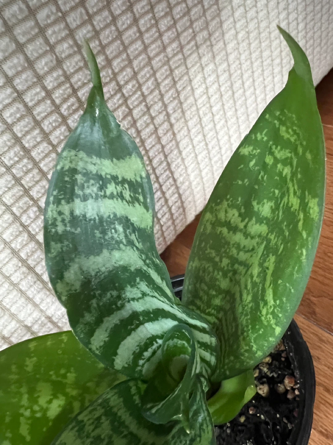 EasyToTakeCare HealthyHomeGrown SnakePlantSansevieria ONLY$20