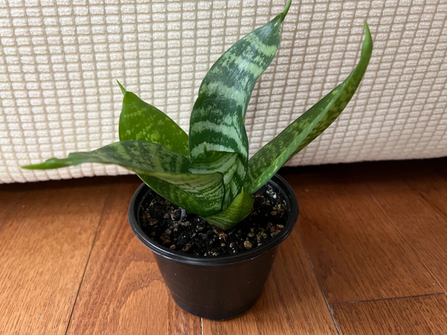 EasyToTakeCare HealthyHomeGrown SnakePlantSansevieria ONLY$20 - photo 3