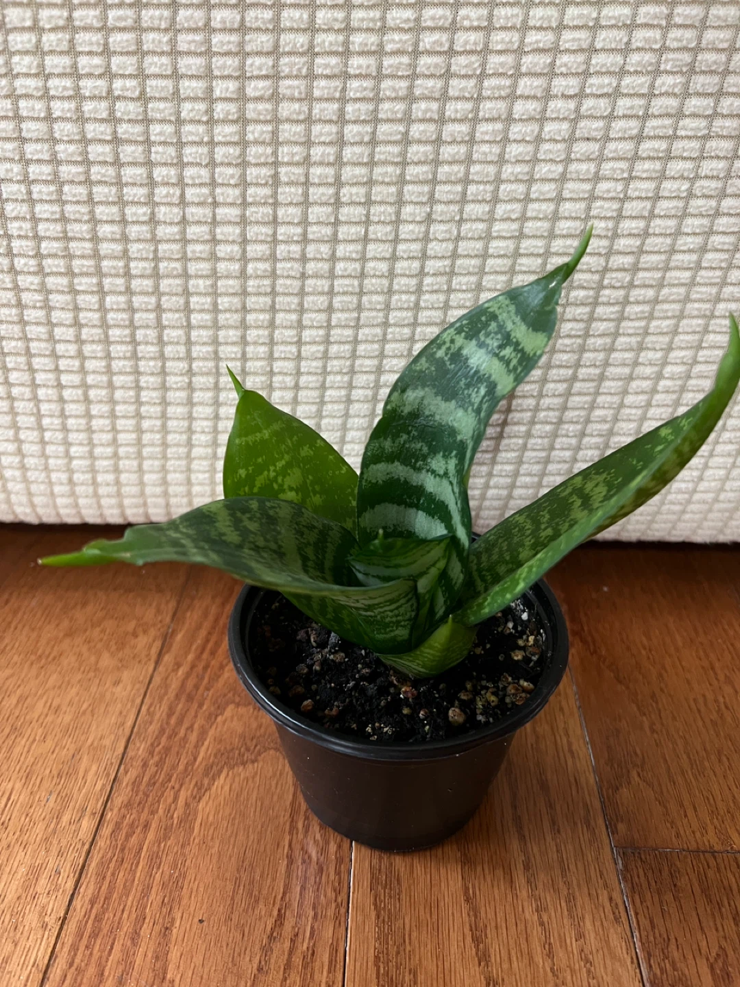 EasyToTakeCare HealthyHomeGrown SnakePlantSansevieria ONLY$20 - photo 4