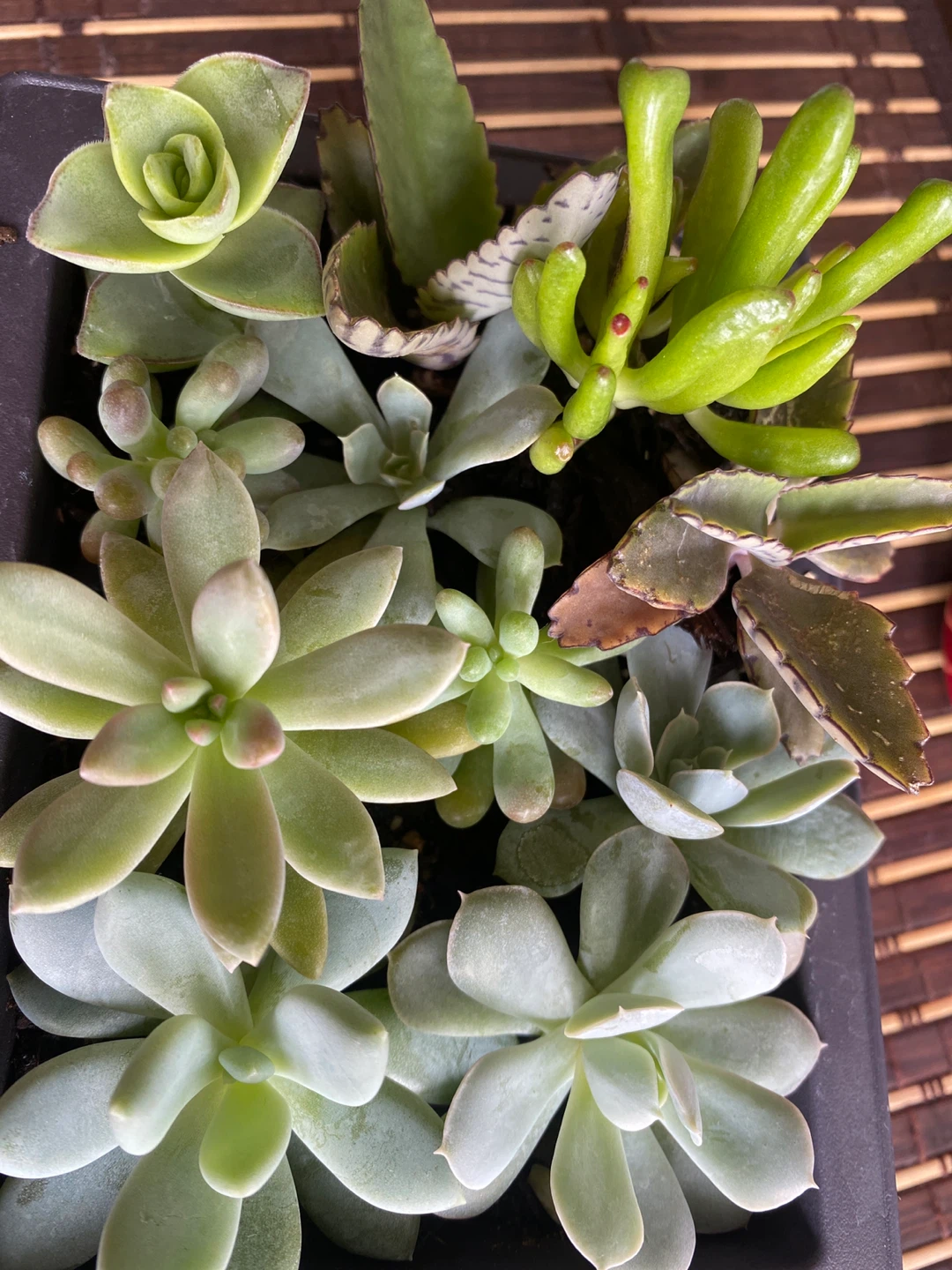 Assorted Succulent Plant Arrangement