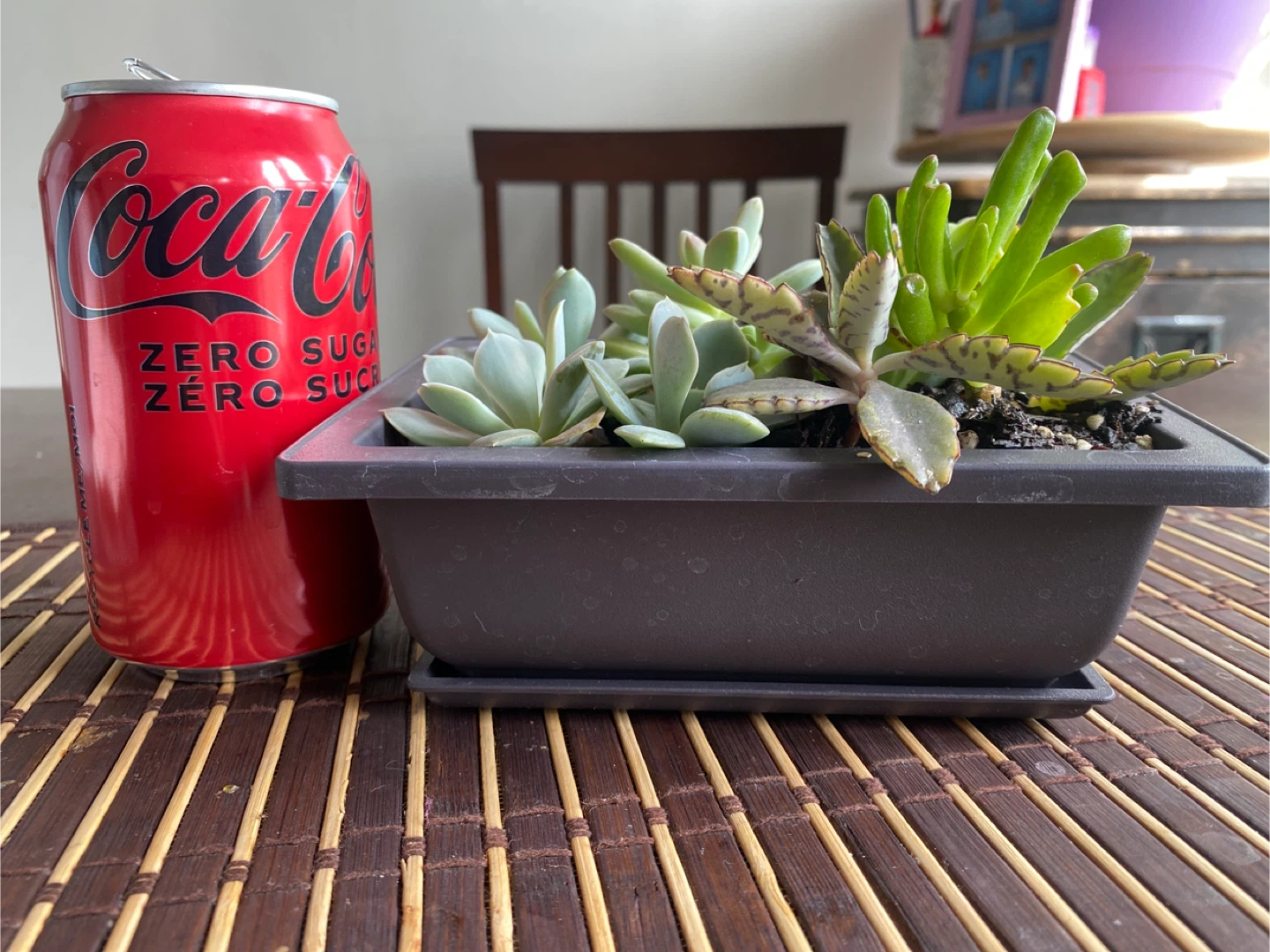Assorted Succulent Plant Arrangement - photo 2