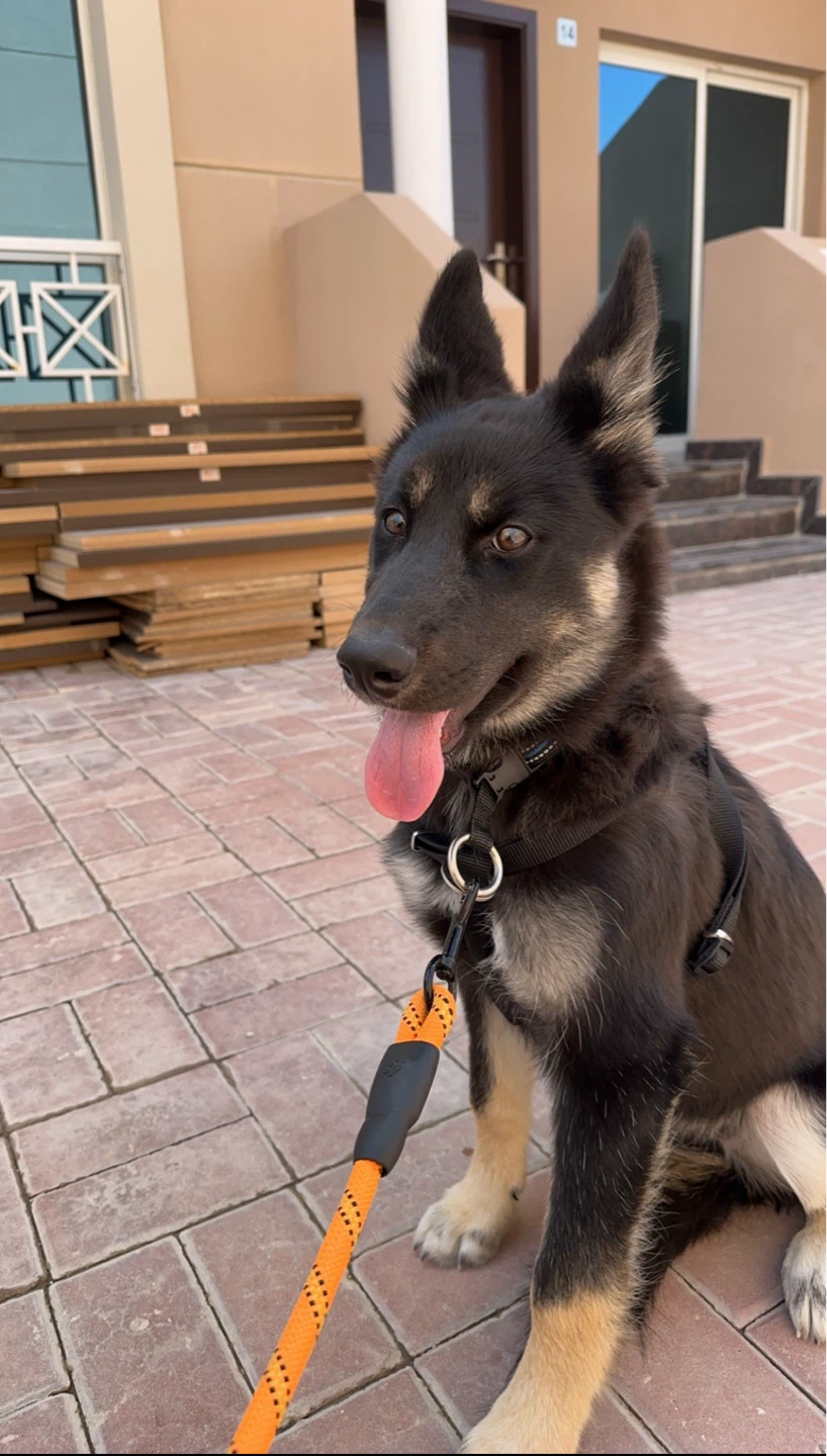K9 Zane Professional CPDT-KA Force-Free Dog Trainer - photo 5