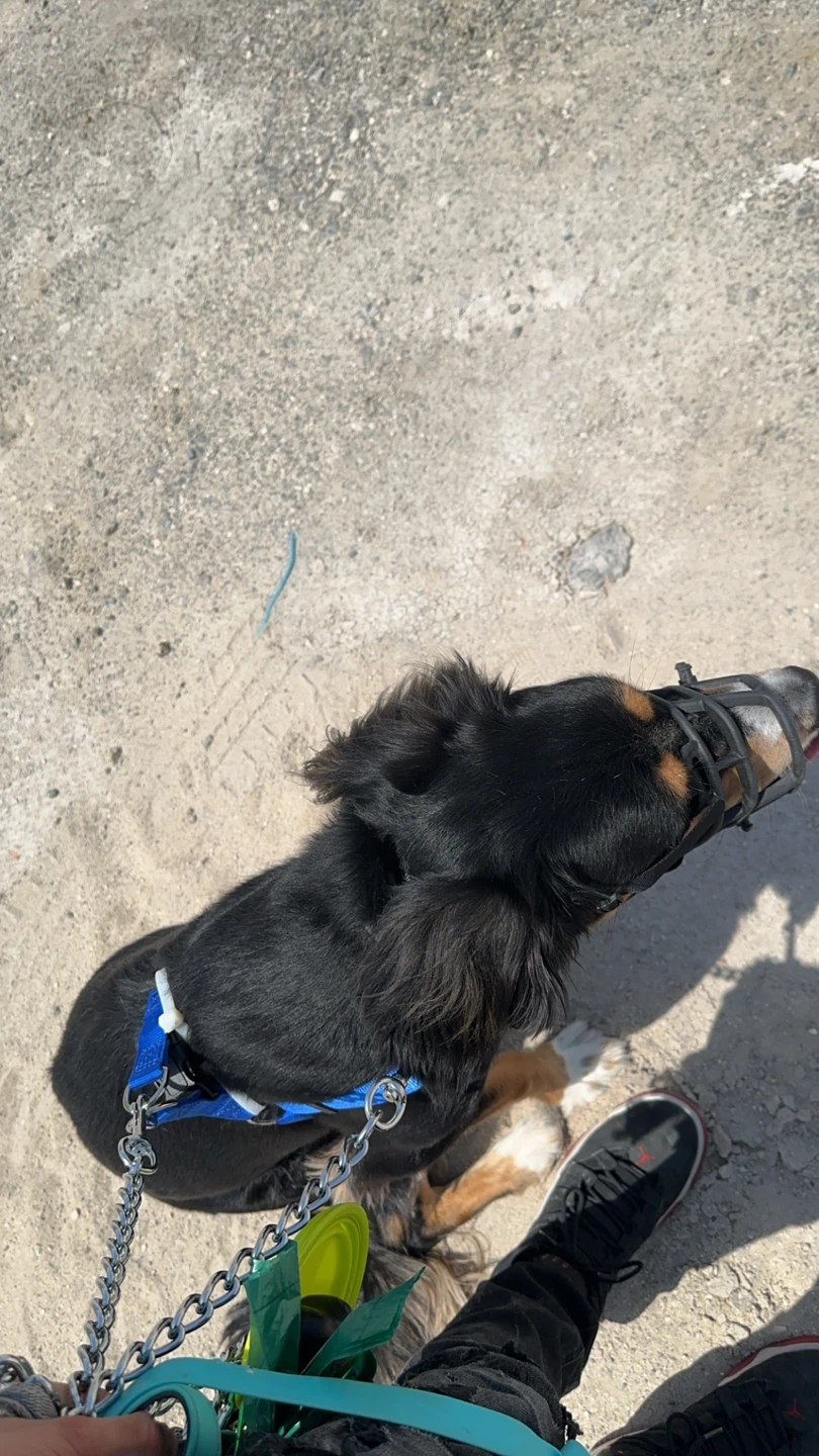 K9 Zane Professional CPDT-KA Force-Free Dog Trainer - photo 3