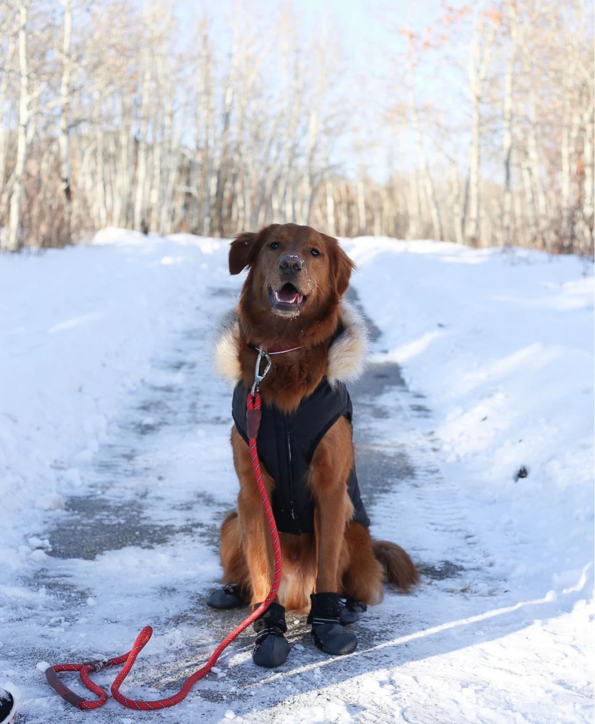 K9 Zane Professional CPDT-KA Force-Free Dog Trainer - photo 4