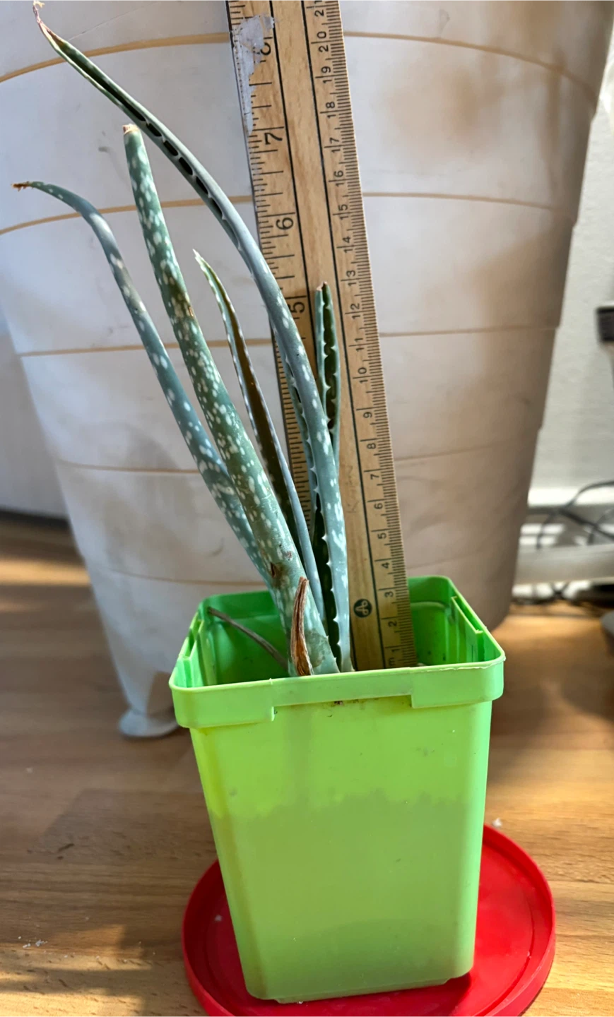 Aloe Vera Plant in Green Pot - photo 3