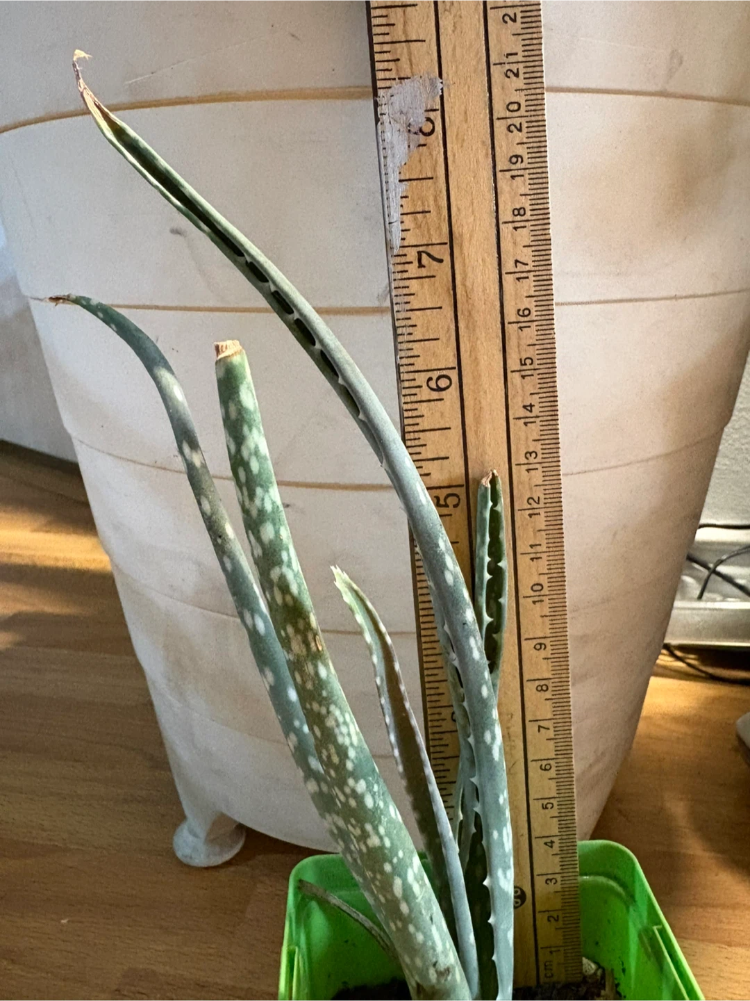 Aloe Vera Plant in Green Pot