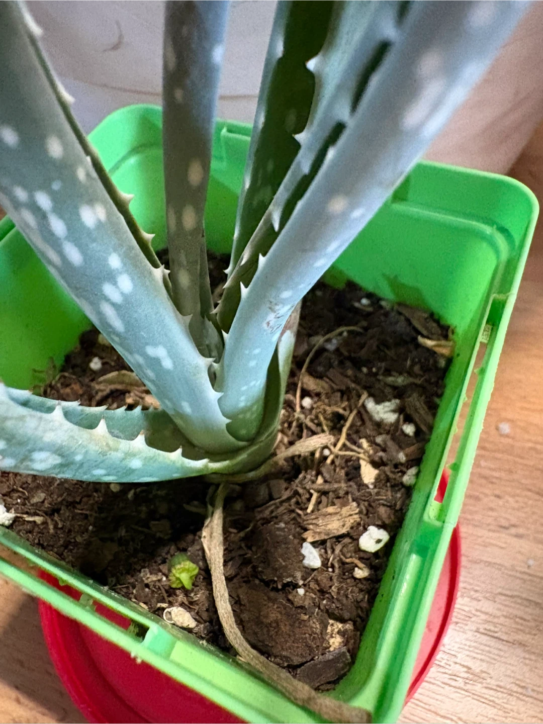 Aloe Vera Plant in Green Pot - photo 2