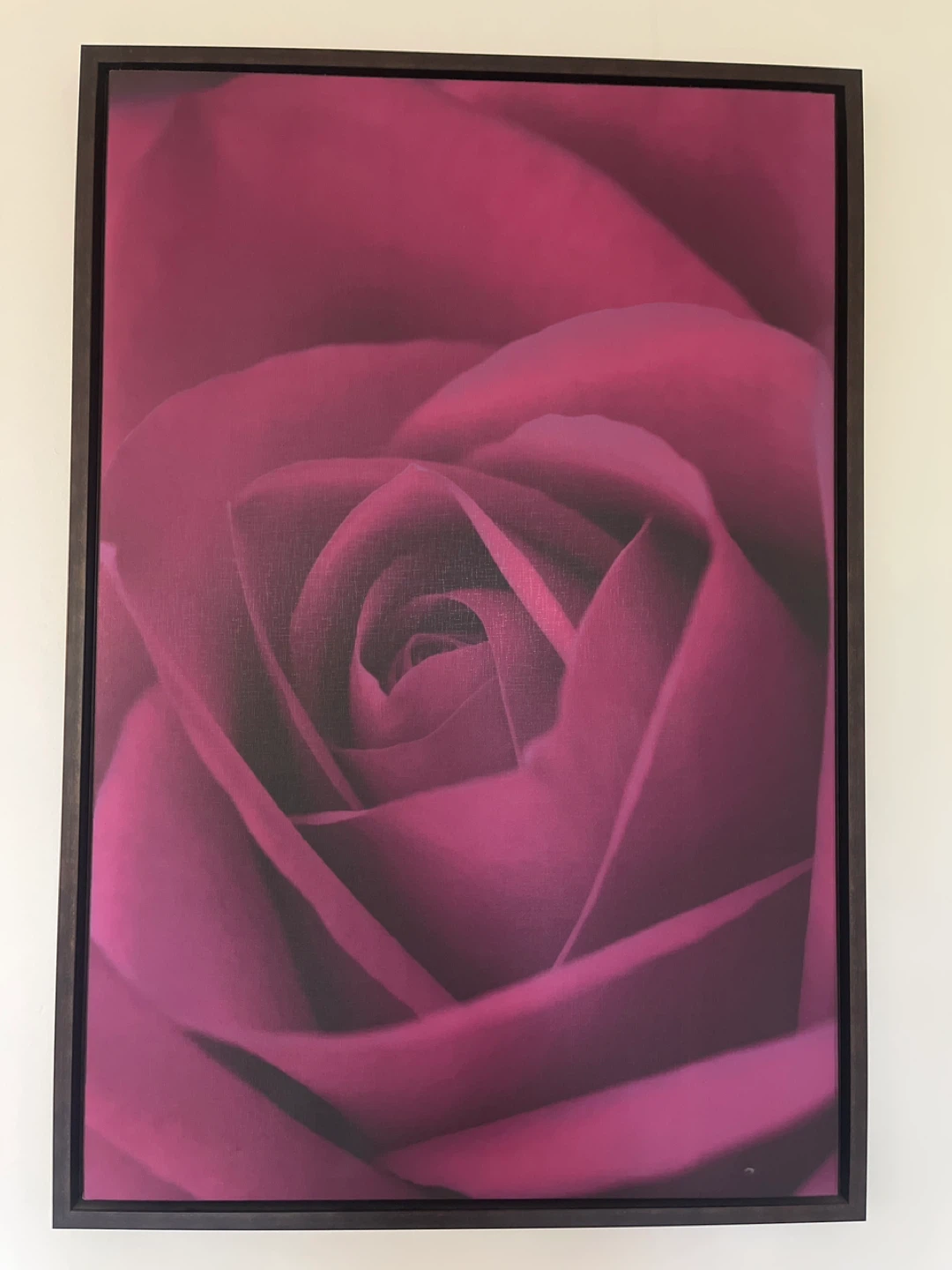 Framed Canvas Print - Pink Rose Close-Up