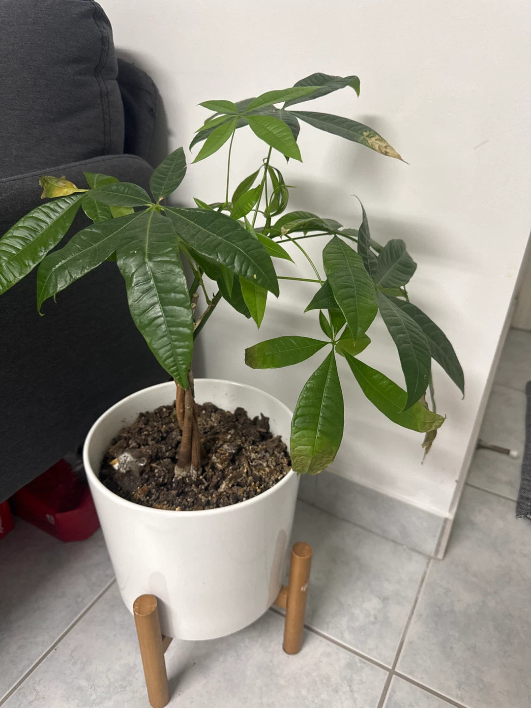 Money Tree Plant in White Pot with Stand