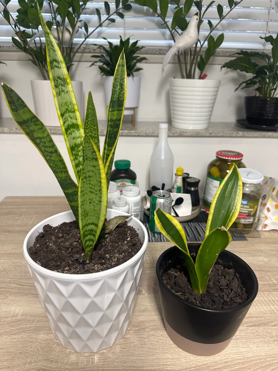 Snakeplant