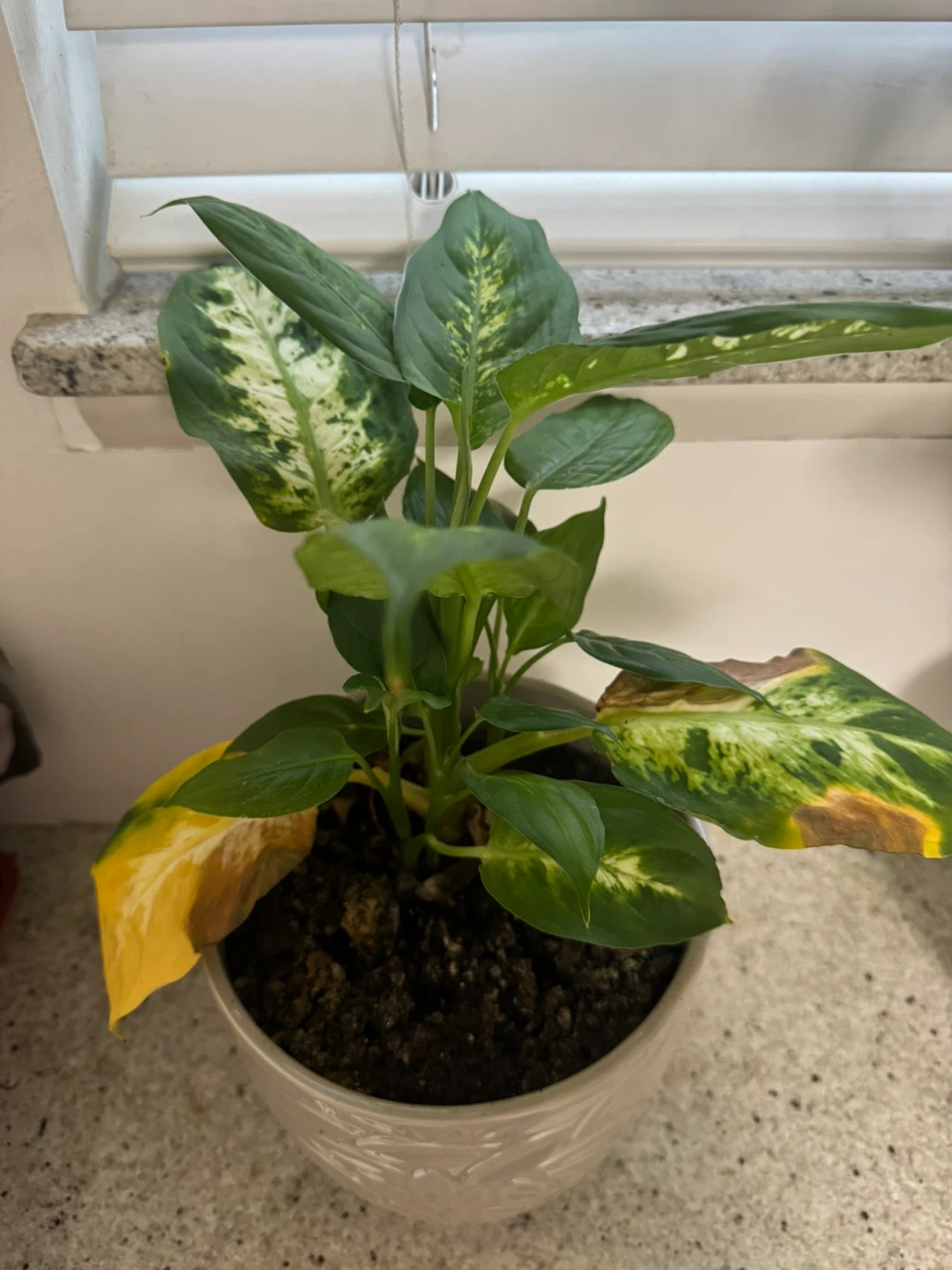 Bundle of 5 Houseplants - photo 2