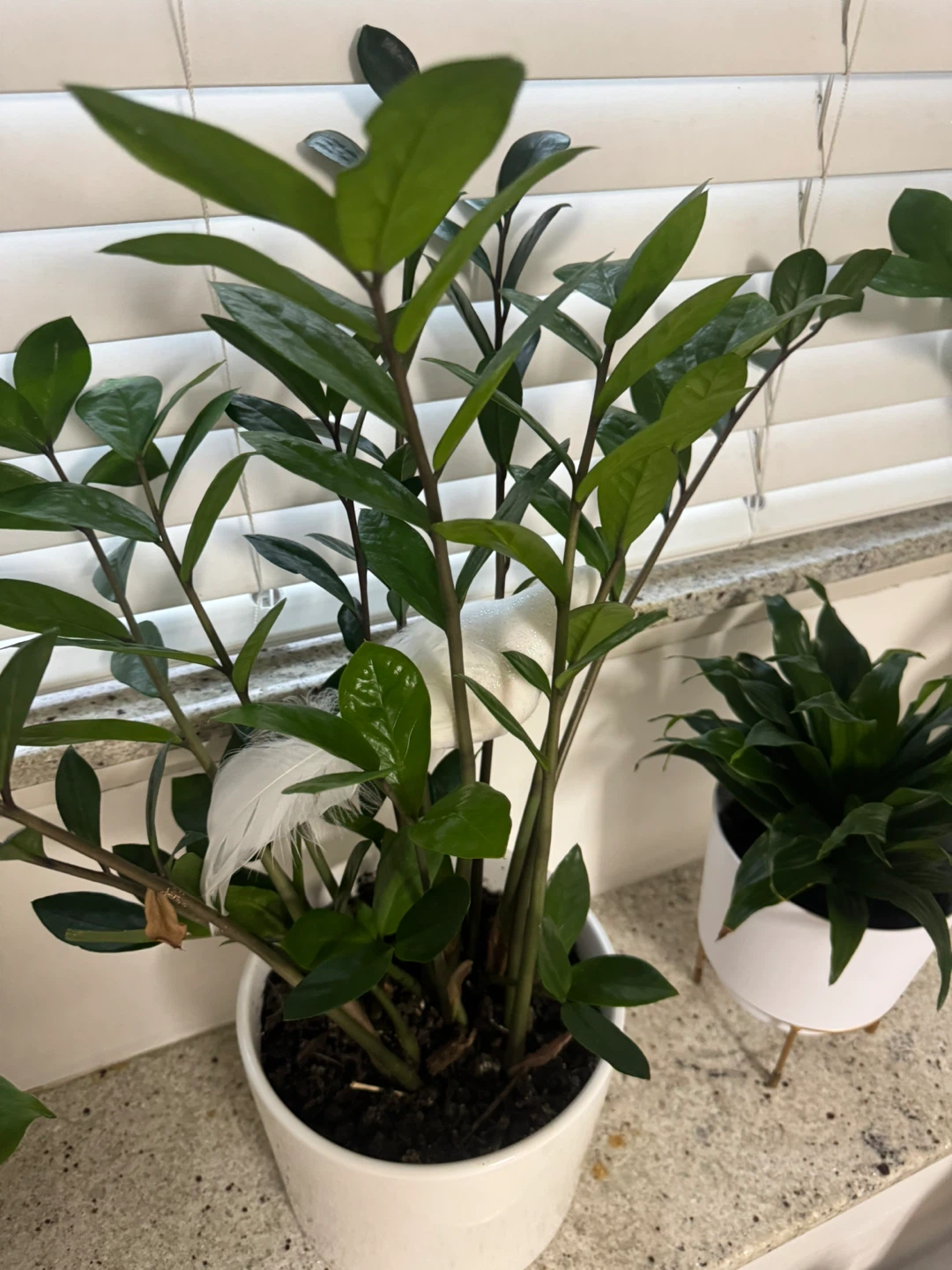 Bundle of 5 Houseplants - photo 3