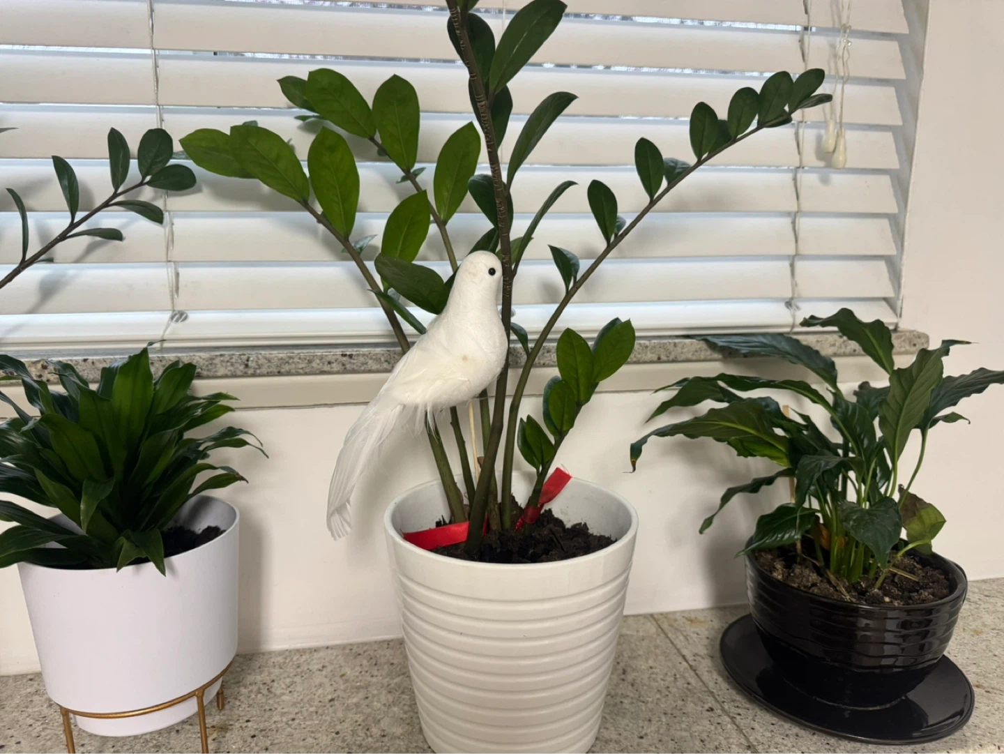 Bundle of 5 Houseplants - photo 4
