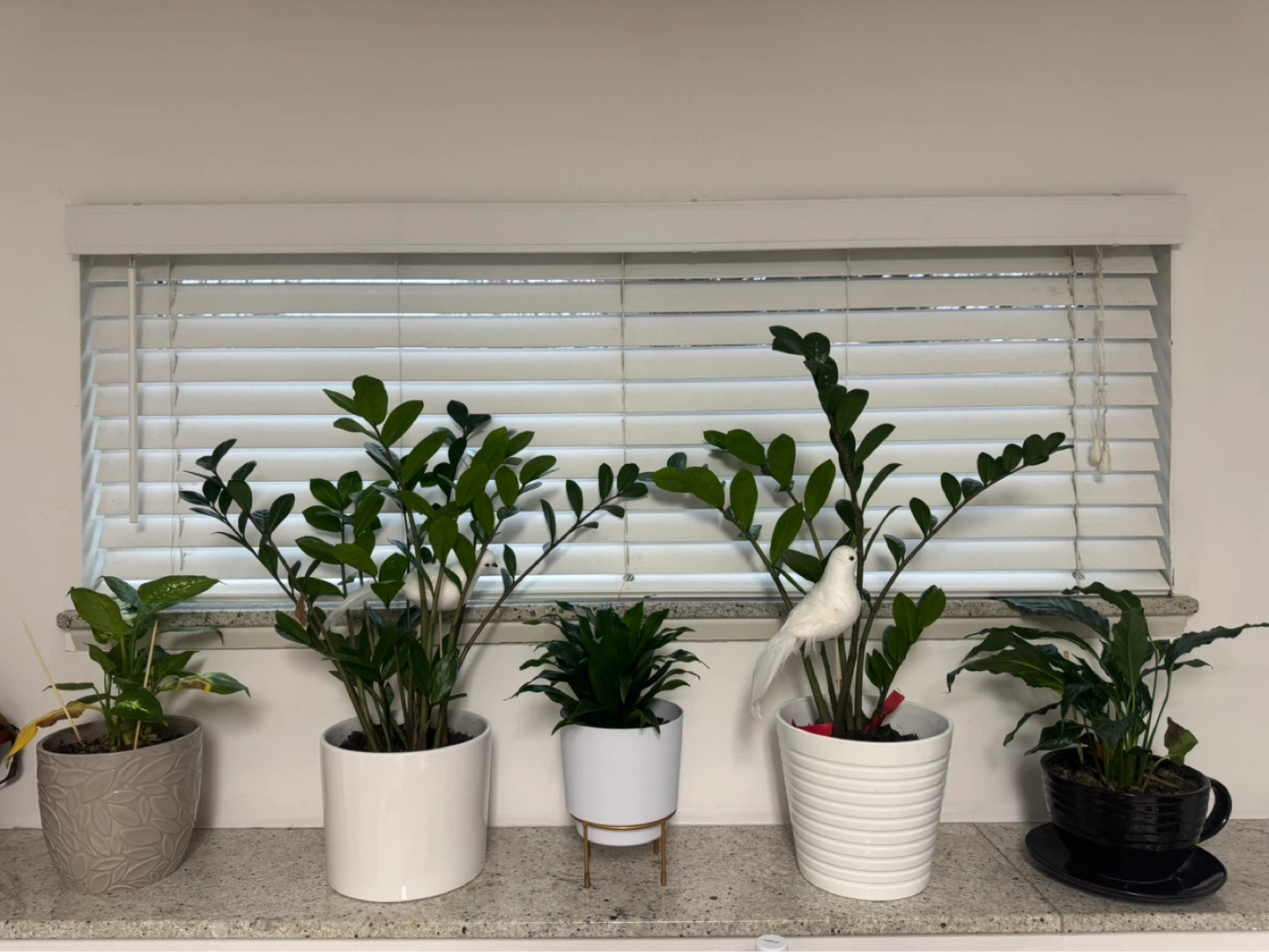 Bundle of 5 Houseplants