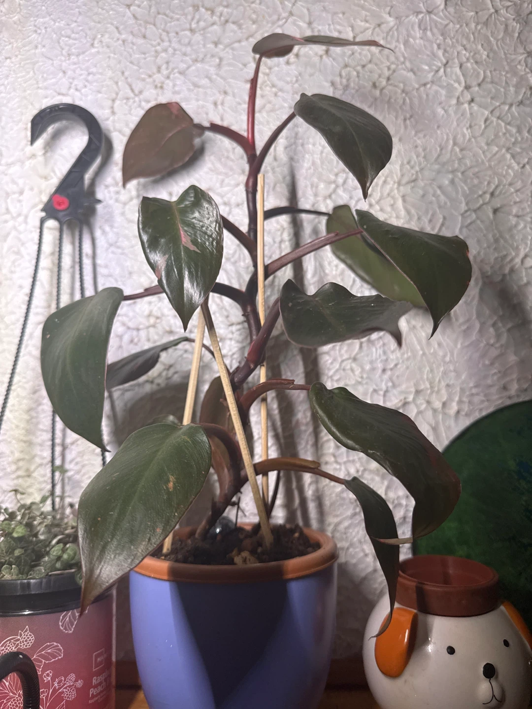 Philodendron Pink Princess Plant