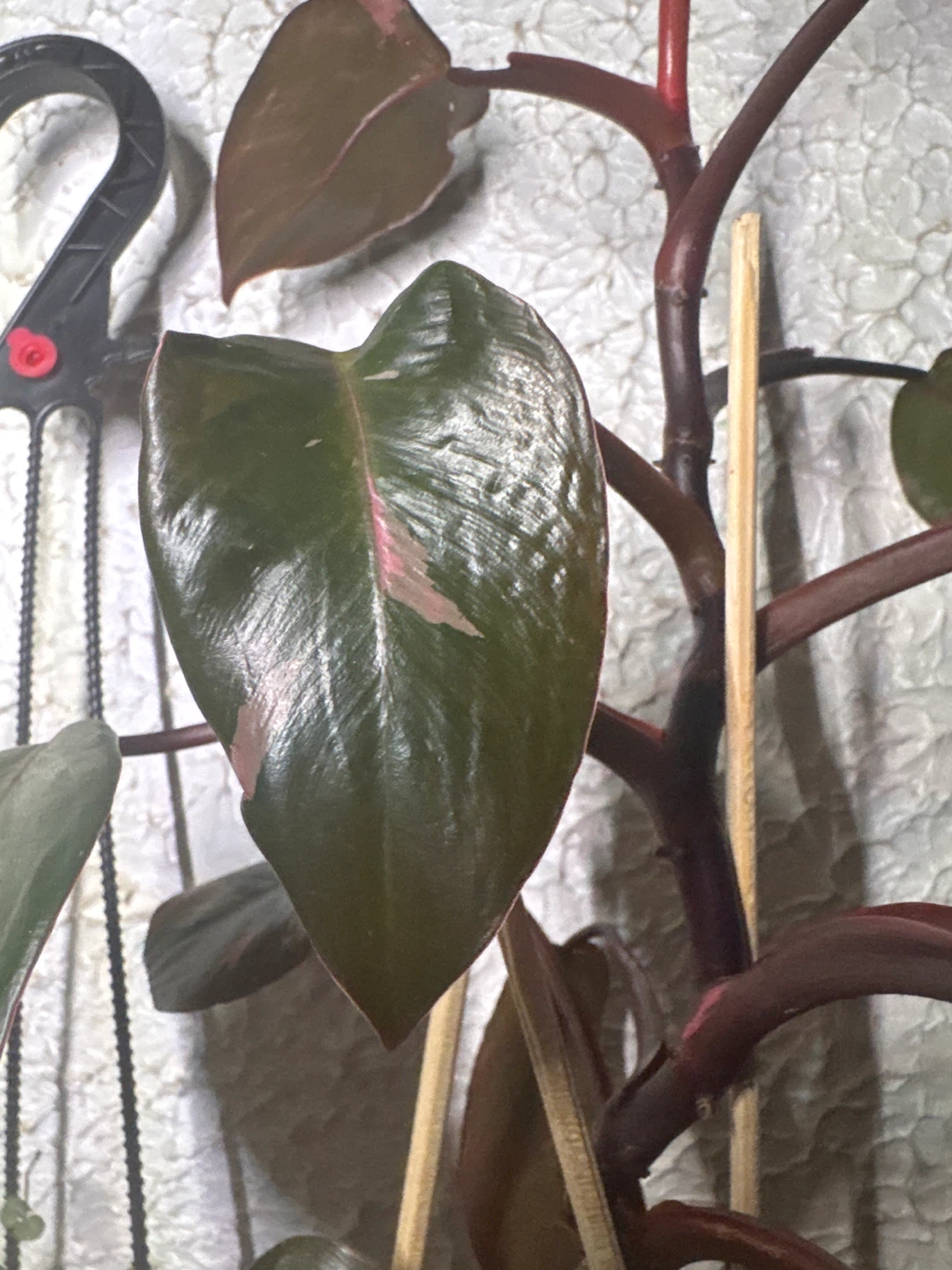Philodendron Pink Princess Plant - photo 2
