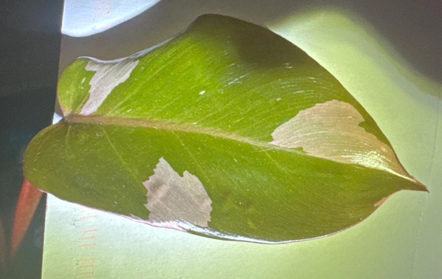 Philodendron Pink Princess Plant - photo 3