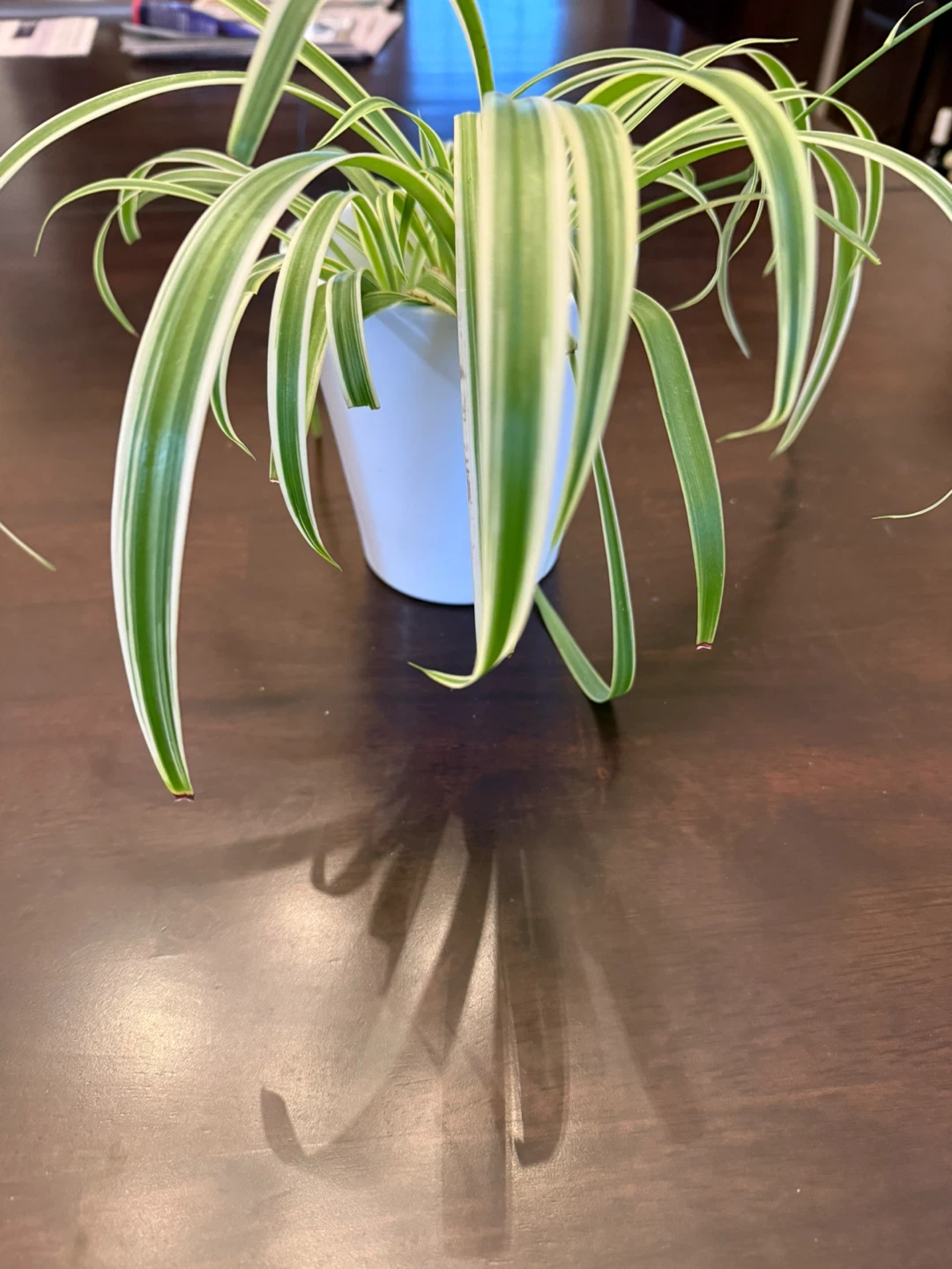Spider Plant in White Pot - set of 2 - photo 3