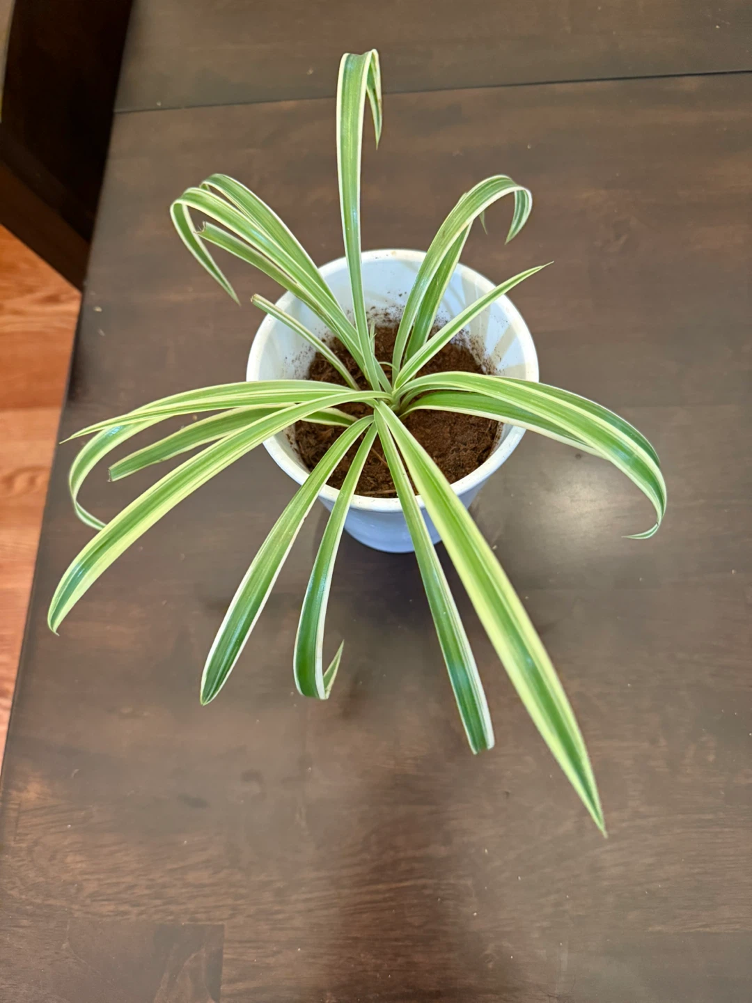 Spider Plant in White Pot - set of 2