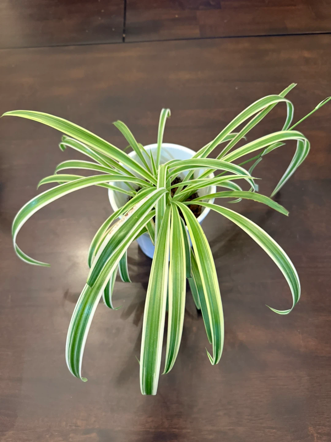 Spider Plant in White Pot - set of 2 - photo 2