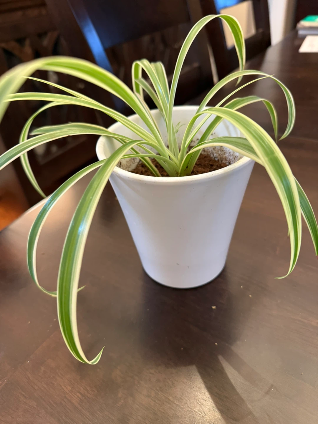 Spider Plant in White Pot - set of 2 - photo 4