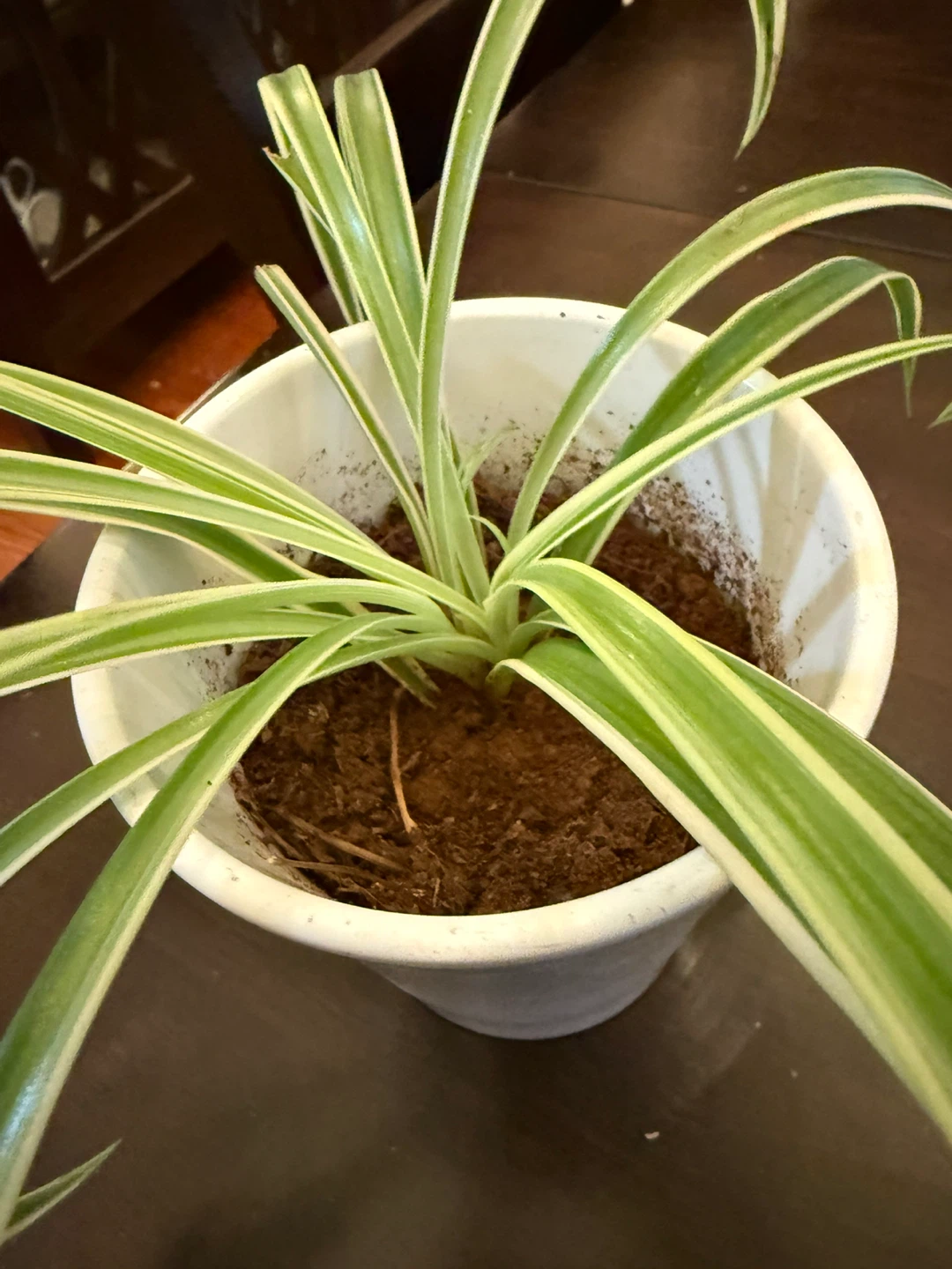 Spider Plant in White Pot - set of 2 - photo 5