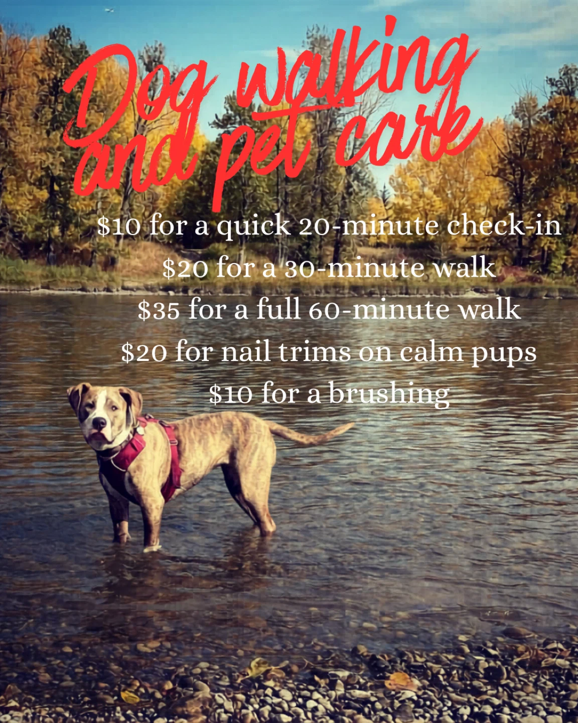 Dog Walking and Pet Care Services