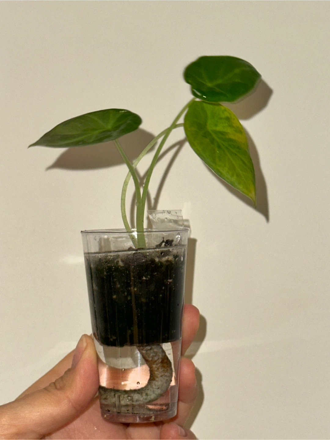 Alocasia Regal Shield Plant - photo 2