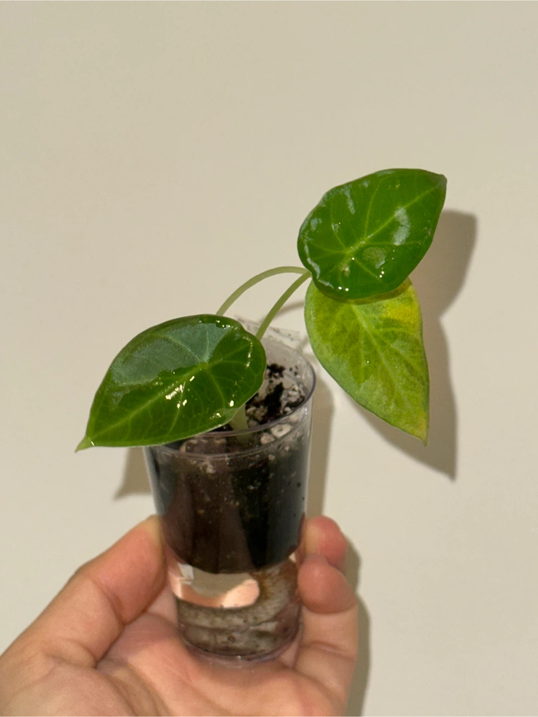 Alocasia Regal Shield Plant
