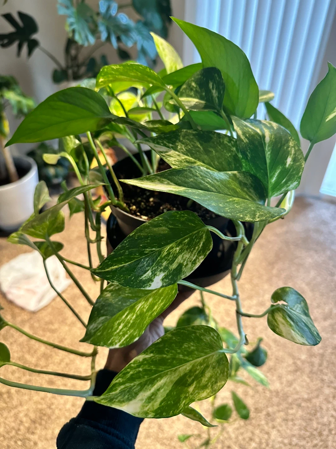 Pothos Plant - Golden Marble Queen - photo 2