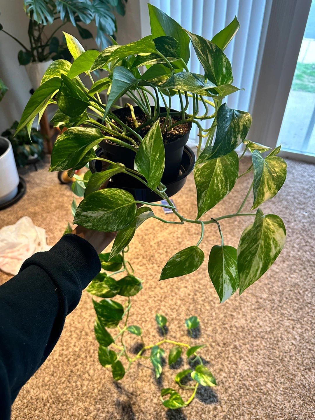 Pothos Plant - Golden Marble Queen - photo 3