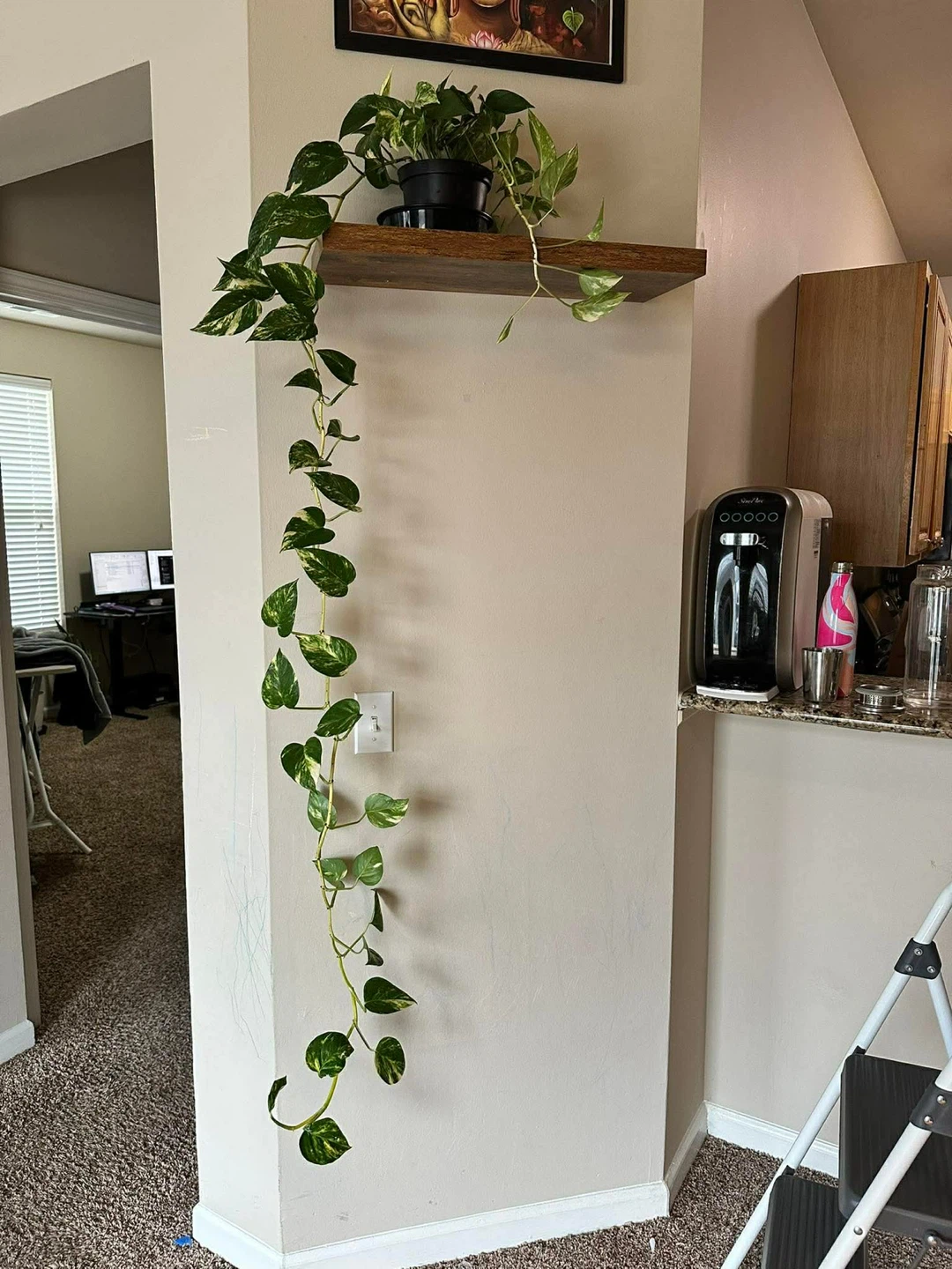 Pothos Plant - Golden Marble Queen - photo 4