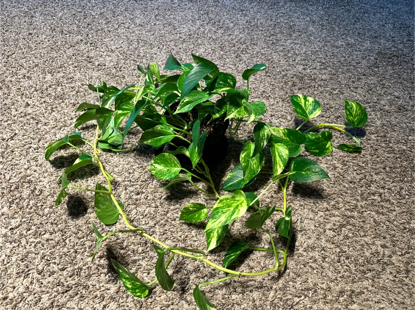 Pothos Plant - Golden Marble Queen