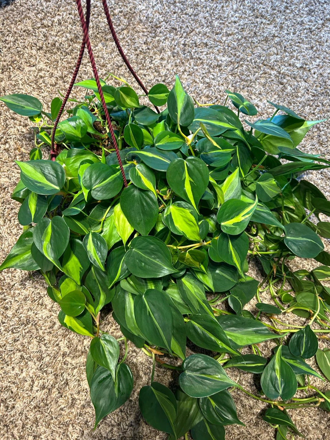 Brazil Pothos Hanging Plant