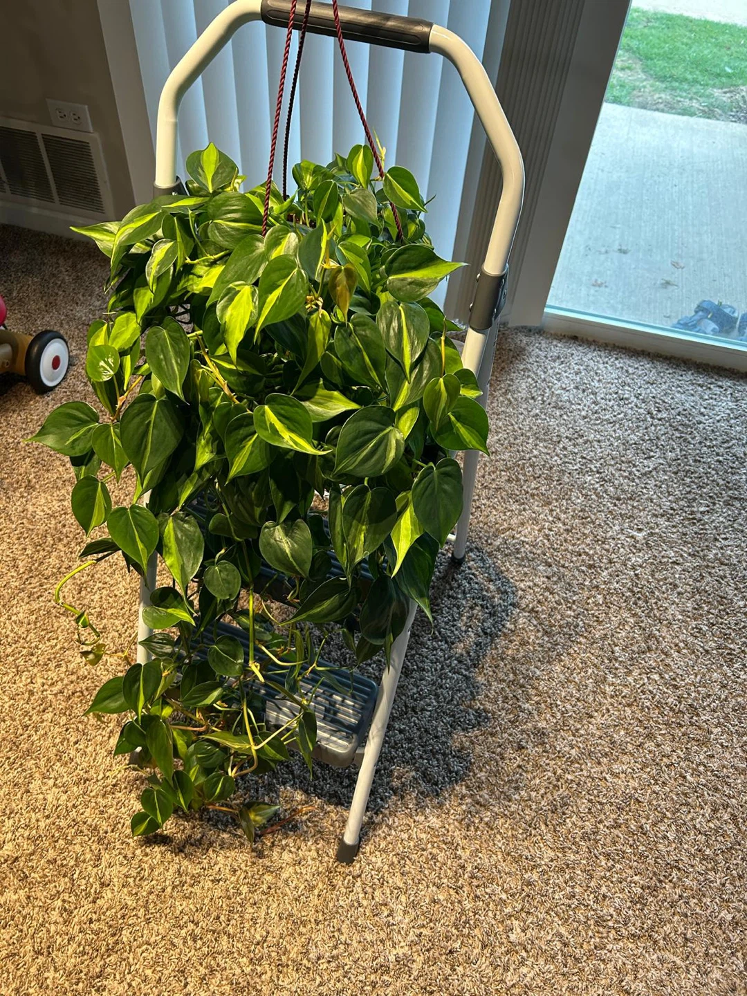 Brazil Pothos Hanging Plant - photo 2
